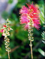 Des fleurs toute l'anne